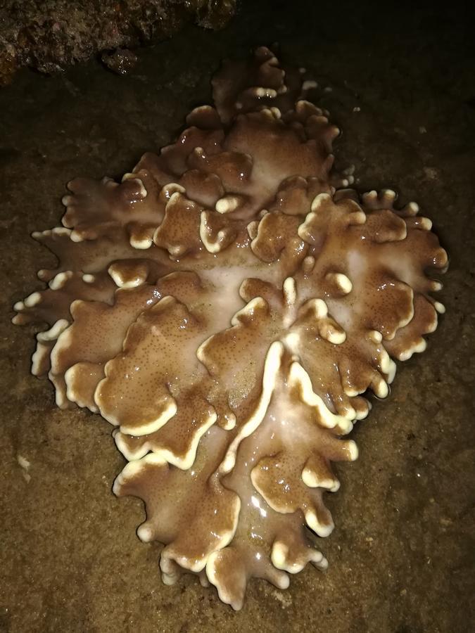 Simukut Place Kampong Pasir Sanang Burong Eksteriør bilde